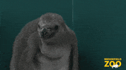Small Fry Baby GIF by Brookfield Zoo
