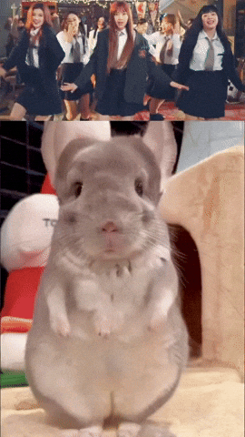 Chinchilla Sue GIF