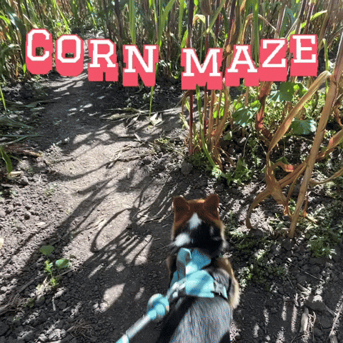 Milo Corn Maze GIF