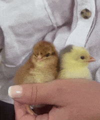 Chicken Tier GIF