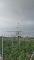 Waterspout Makes Land, Whips Branches and Cloth Into Air in Eastern Spain