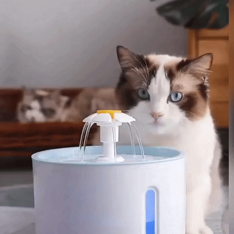 Pawzcomfort giphygifmaker GIF