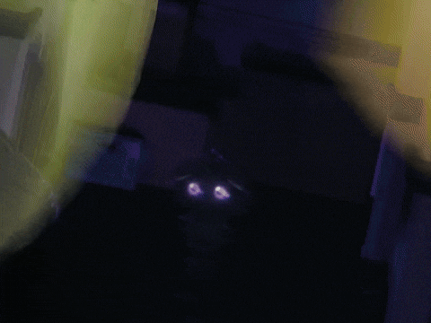 Noibat GIF by Pokémon