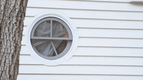whatwasthat giphygifmaker GIF