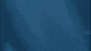 Shark Week Sharks GIF