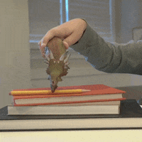Back To School GIF by Schleich Inc.