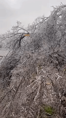 Branch Breaks off Icy Tree During Cold Snap in Austin, Texas