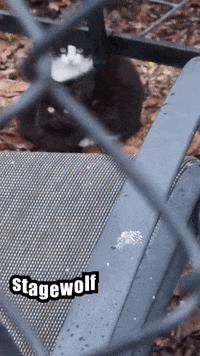 Staring Ying Yang GIF by STAGEWOLF