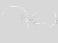 skull line GIF by Souzacampus