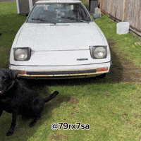 Black Lab Dog GIF