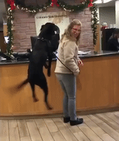 Pooch Who Can't Wait to Visit Vet Is Breaking Down Dog Stereotypes Everywhere