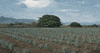 siptequila tequila sip margarita agave GIF