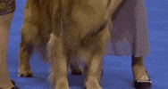 national dog show 2018 GIF by NBC