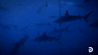 I've Never Seen This Many Sharks Before