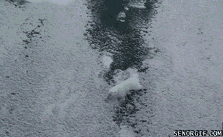 polar bear pun GIF by Cheezburger