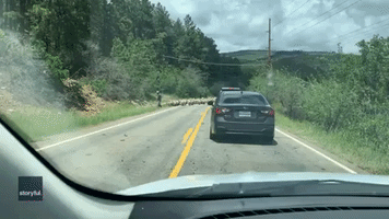 Sheep Slow Traffic in Rural Colorado