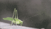 sun today GIF
