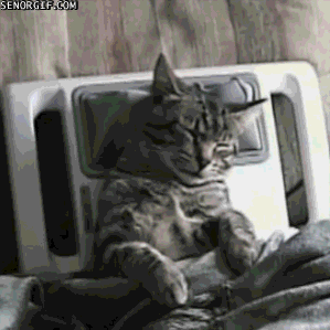 cat relaxing GIF by Cheezburger