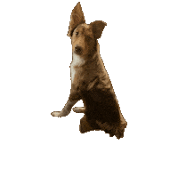 Bouncing Australian Shepherd Sticker by Stacy Rizzetta, Senior Editorial Director