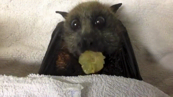 fruit bat GIF