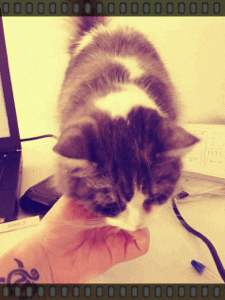 cat pet GIF