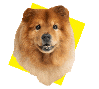 new york rescue Sticker