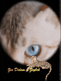 Eyes Jaguar GIF by Didem Zeybek