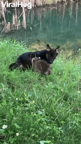 Pups from Different Paths Play Together