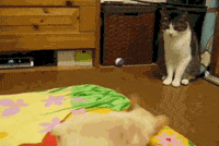cigar GIF