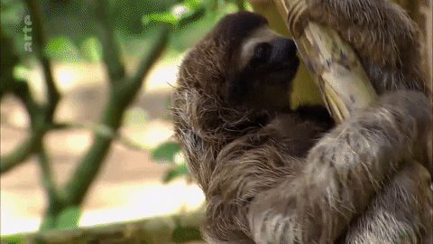 sloth GIF by ARTE