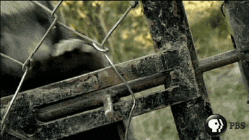 Honey Badger GIF by Nature on PBS