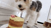 Dog Birthday GIF