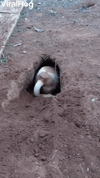 Dog Digs Impressive Hole