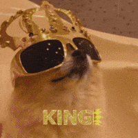 Dog Fashion GIF
