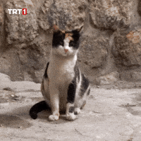 Cat What GIF by TRT