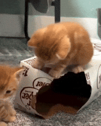 Scared Car GIF