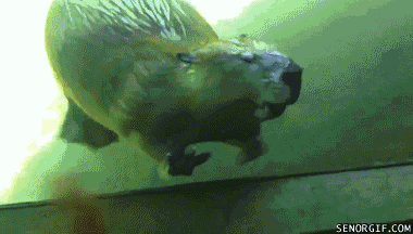 wave beaver GIF by Cheezburger