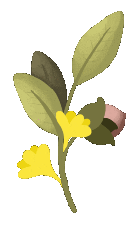 Jojoba Sticker by pandoo