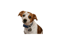 Jackjack Sticker by IM Home Inspections