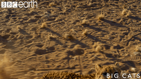 pounce big cats GIF by BBC Earth