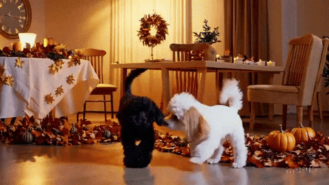 sozinet giphyupload GIF