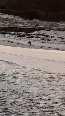 Bouncing Kangaroo Goes Swimming on the New South Wales South Coast
