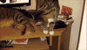 cat GIF