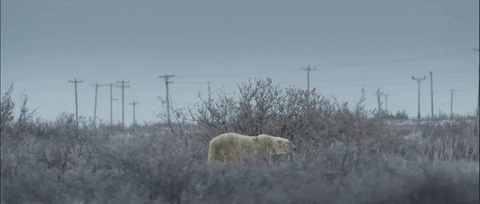 Polar Bear Winter GIF by TIFF