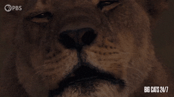 Lion Mother and Cub Reunite