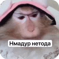Monkey GIF