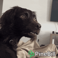 Confused Dog GIF by PineBill