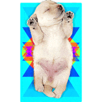 dog yoga Sticker by Puppies Make Me Happy
