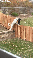 Fence Cant Stop Best Friends Playing Together
