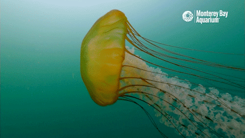 Ocean Sea GIF by Monterey Bay Aquarium